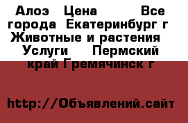 Алоэ › Цена ­ 150 - Все города, Екатеринбург г. Животные и растения » Услуги   . Пермский край,Гремячинск г.